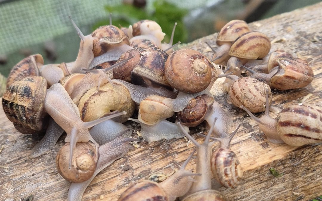 Eau, escargots et résilience dans un jardin d’abeilles